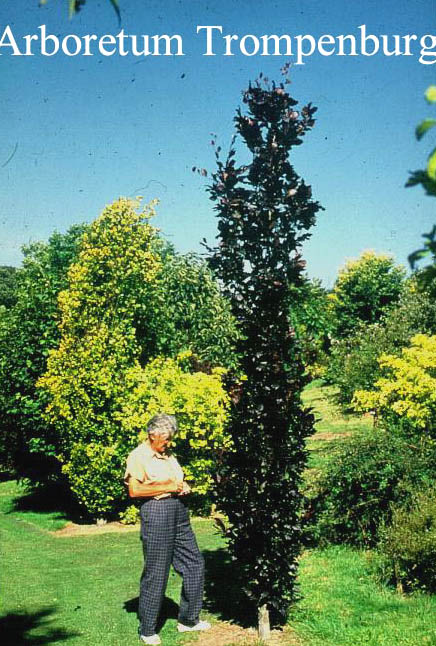 Fagus sylvatica 'Dawyck Purple'