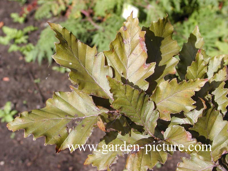 Fagus sylvatica 'Rohan Obelisk'