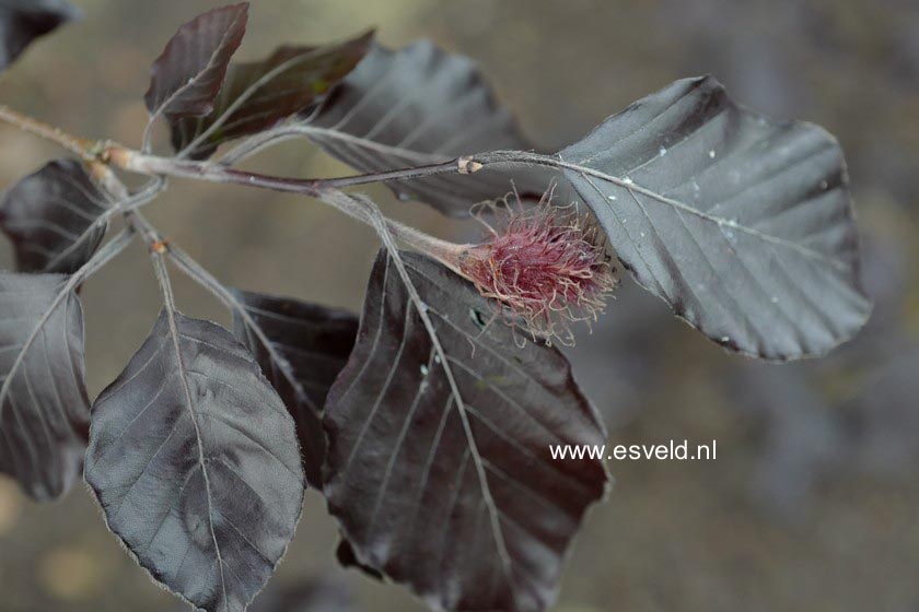 Fagus sylvatica 'Spaethiana'