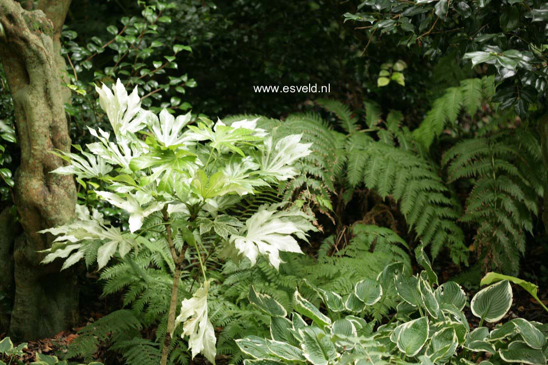 Fatsia japonica 'Spider's Web'