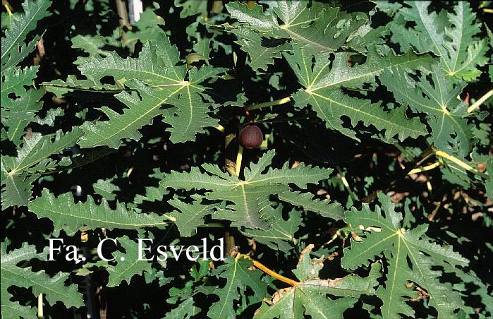 Ficus carica 'Icecrystal'