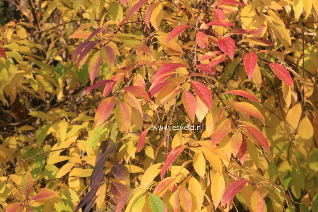 Forsythia intermedia