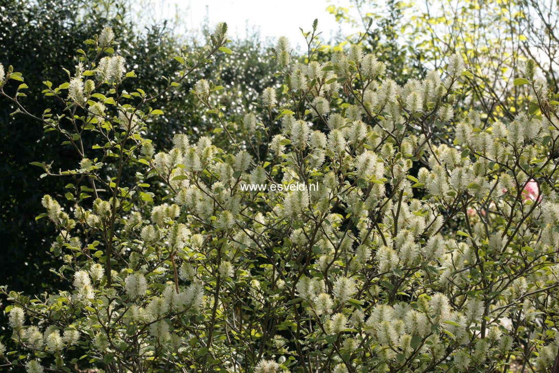 Fothergilla gardenii 'Suzanne'
