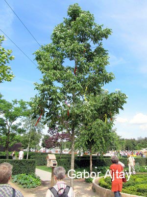 Fraxinus americana 'Autumn Applause'