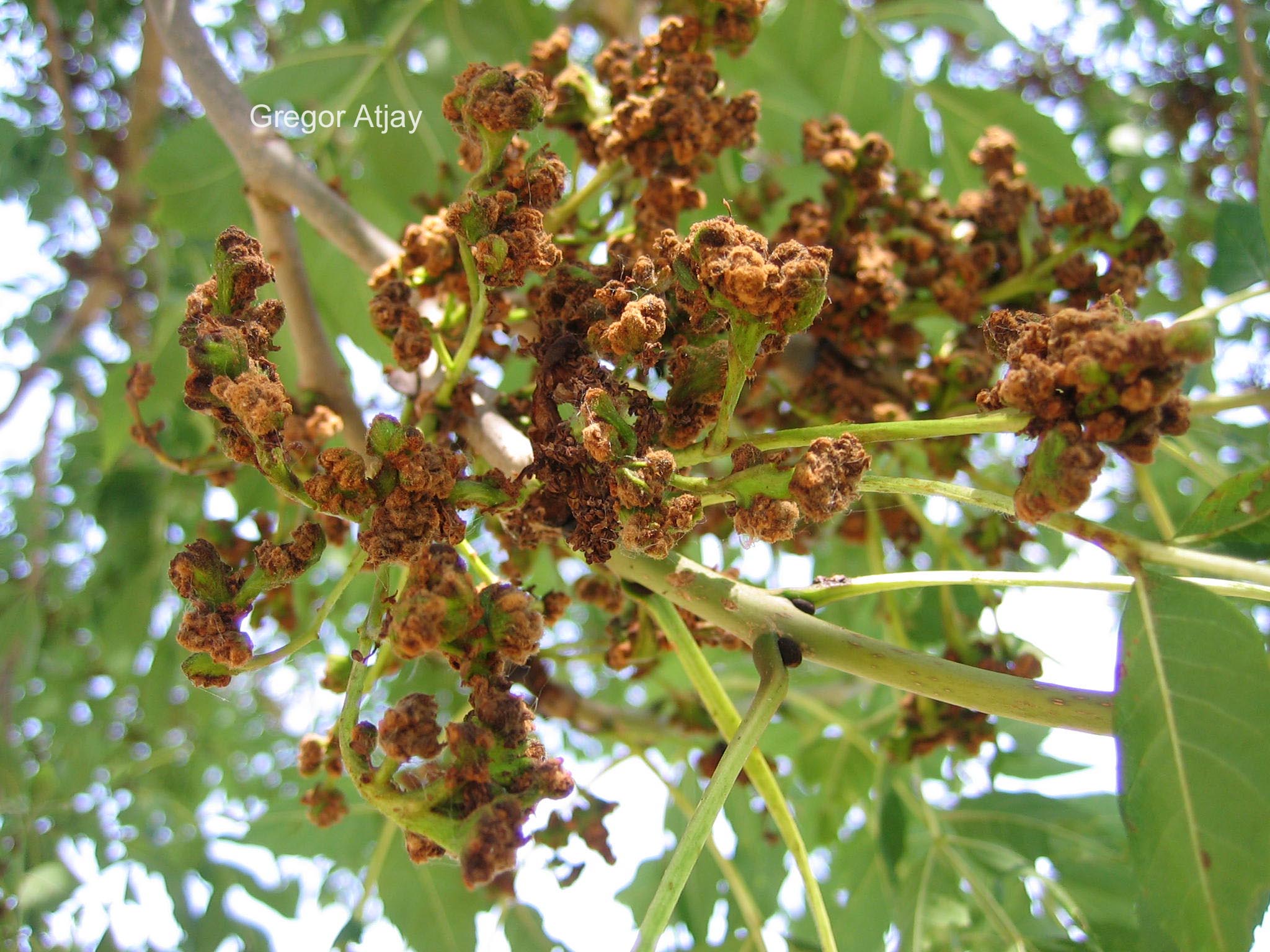 Fraxinus excelsior 'Altena'
