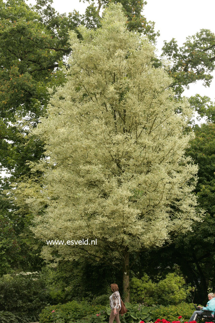 Fraxinus excelsior 'Argenteovariegata'