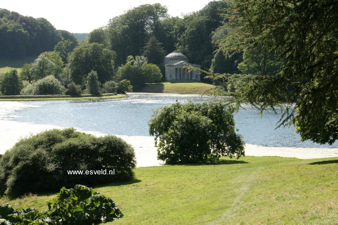 Fraxinus excelsior 'Pendula'