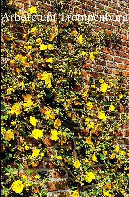 Fremontodendron californicum 'Californian Gold'