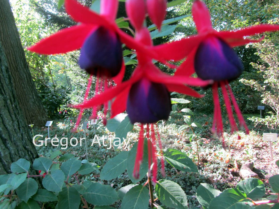 Fuchsia 'Mrs. Popple'