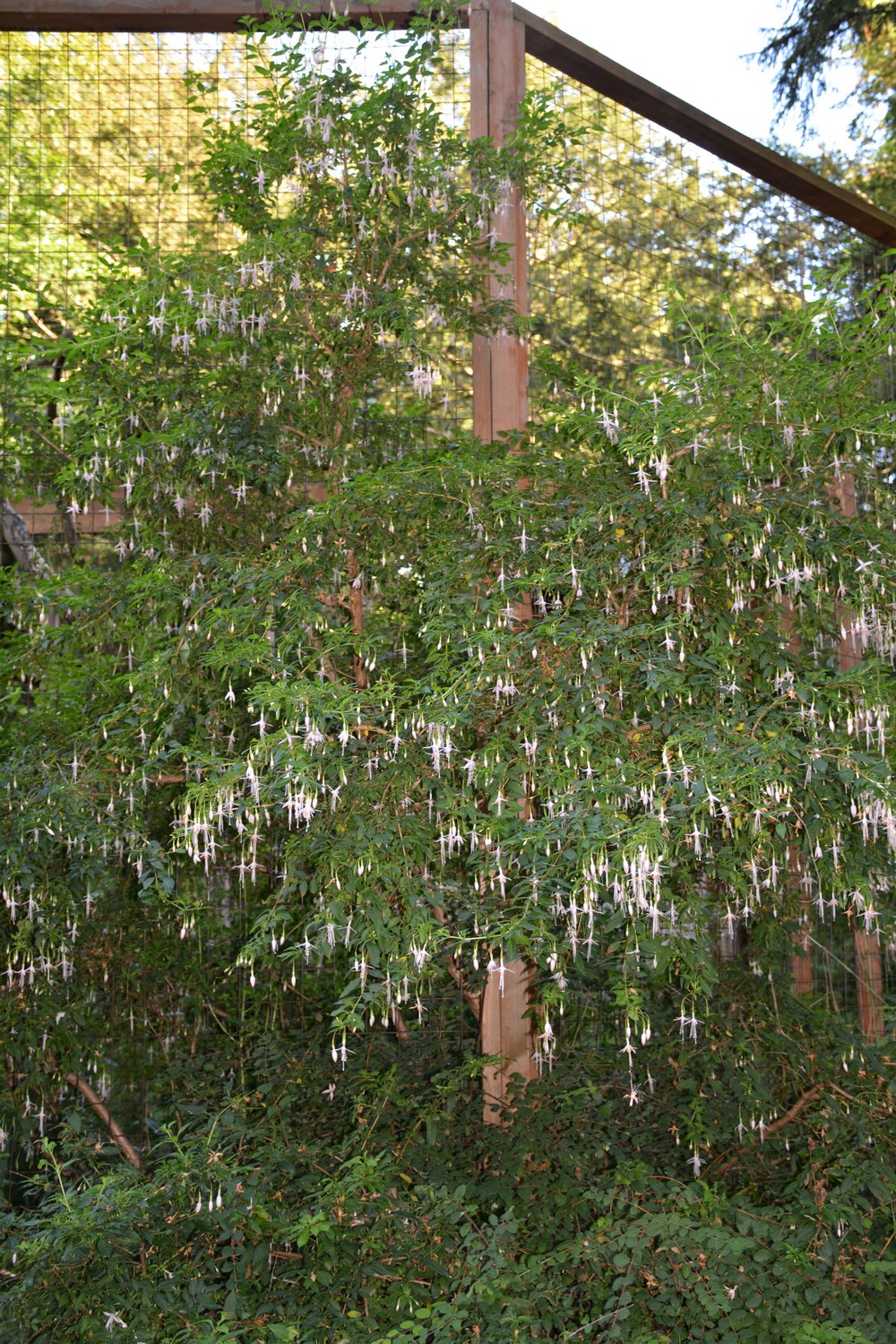 Fuchsia magellanica var. molinae