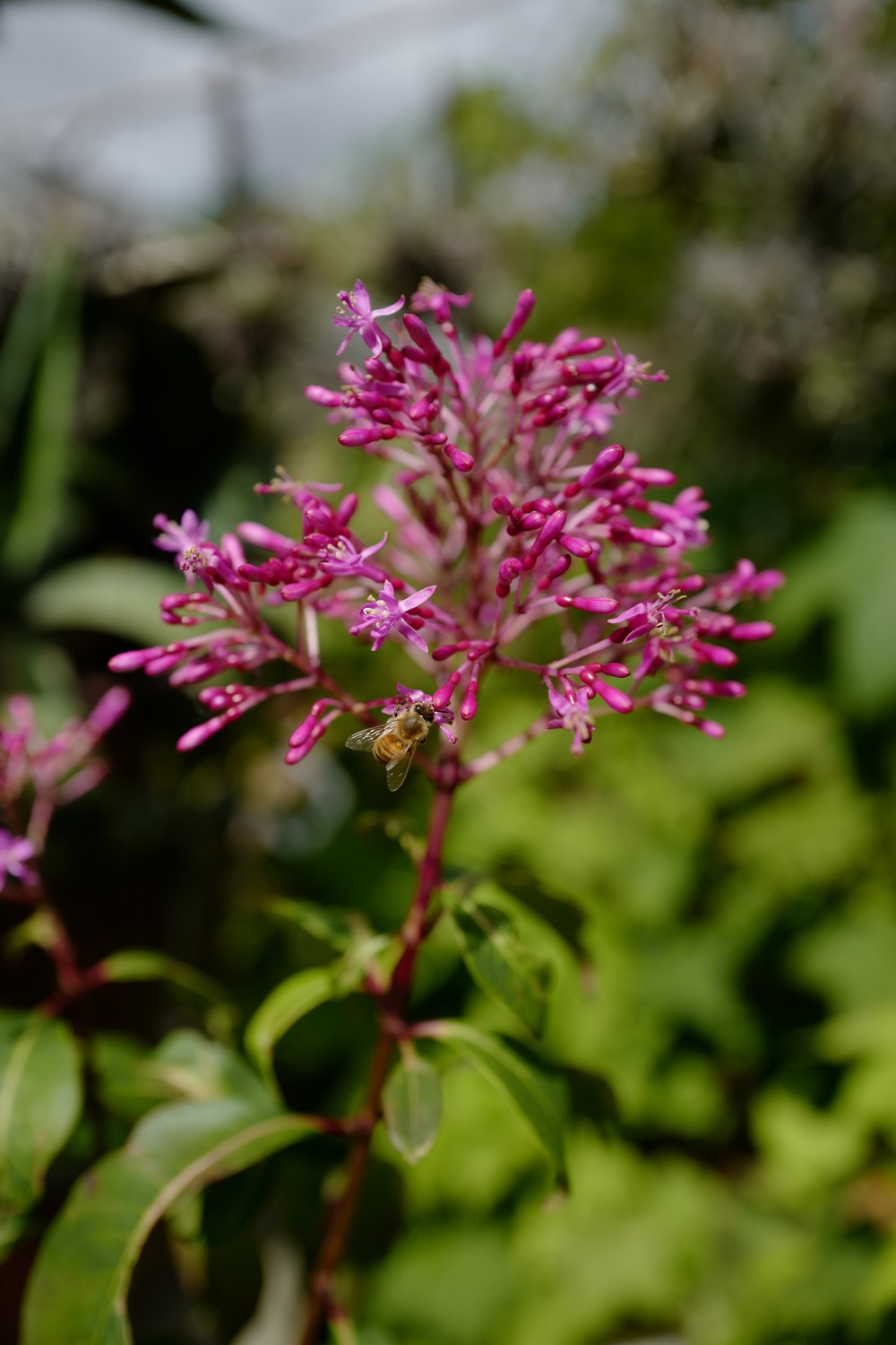 Fuchsia paniculata