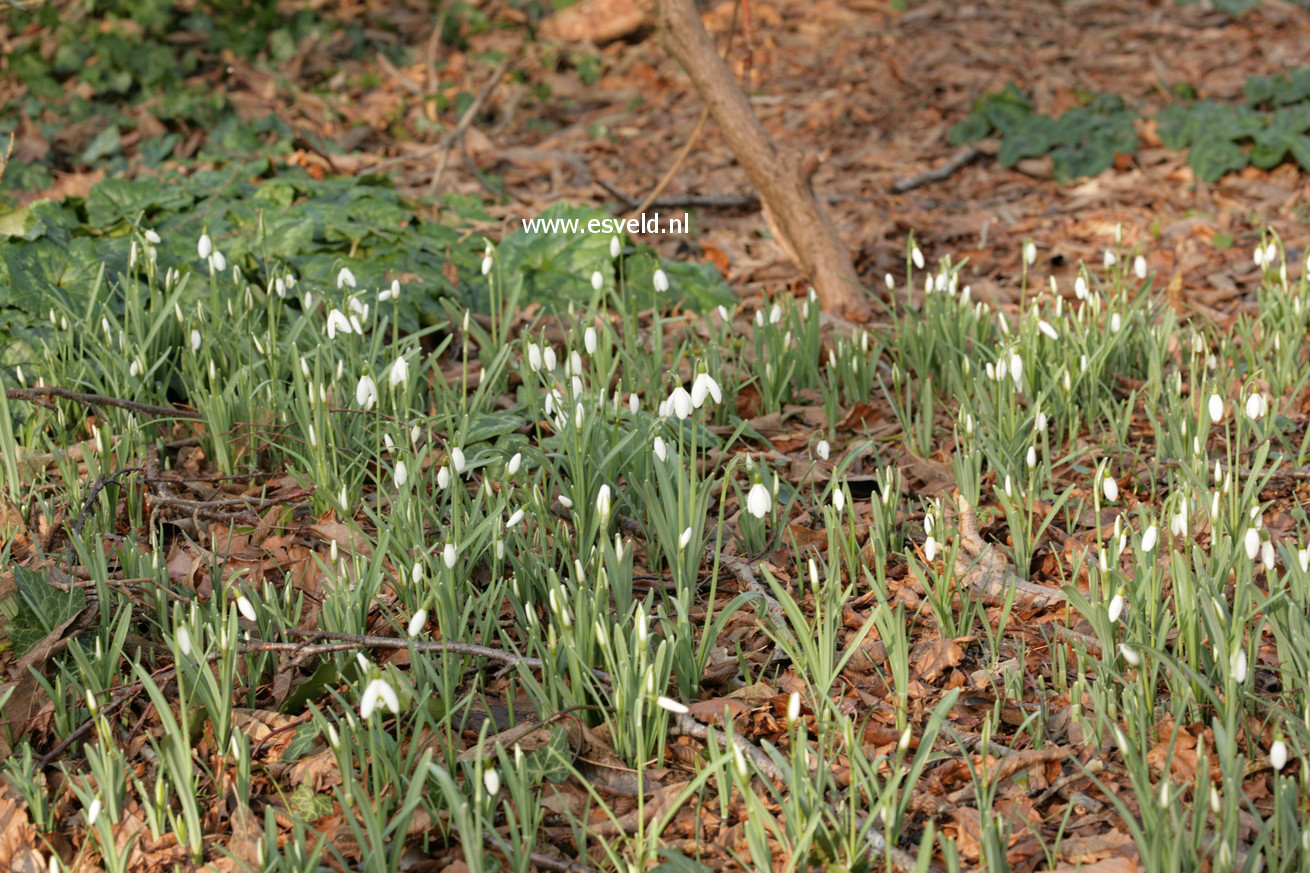 Galanthus nivalis