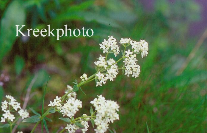 Galium boreale