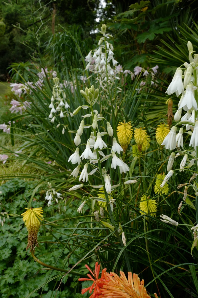 Galtonia candicans