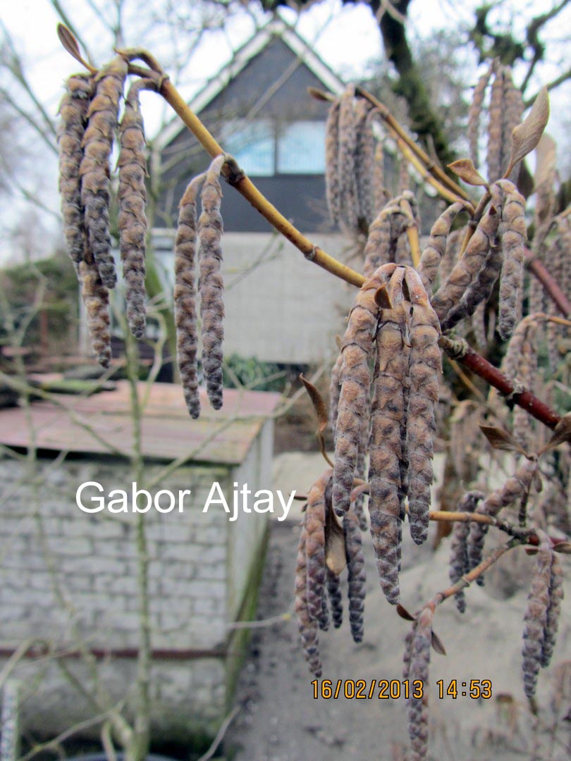 Garrya issaquahensis