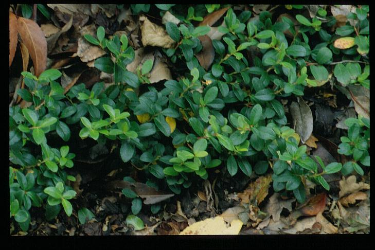 Gaultheria miqueliana