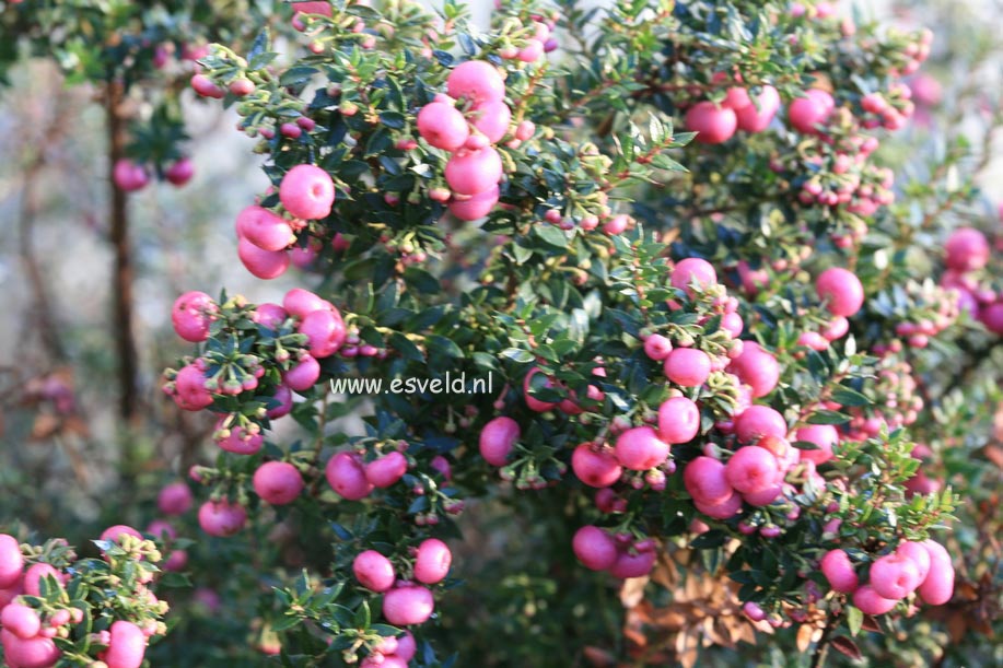 Gaultheria mucronata 'Stag River'