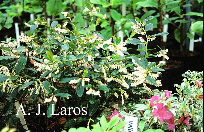 Gaultheria tetramera