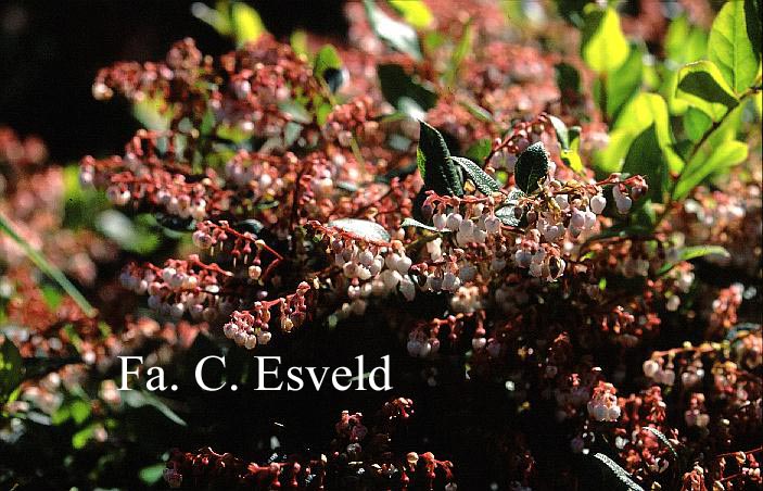 Gaultheria wisleyensis 'Pink Pixie'
