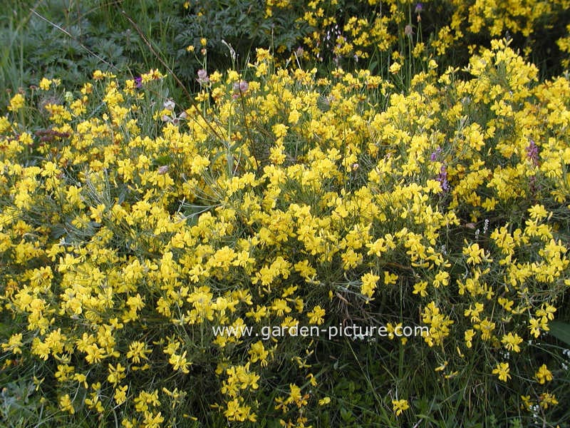 Genista radiata
