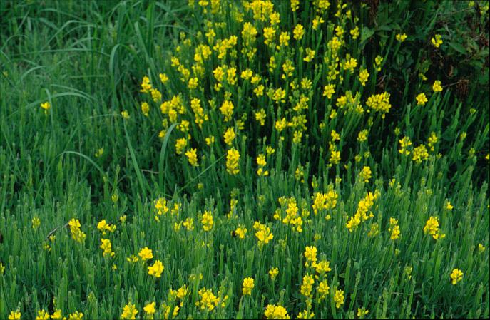 Genista sagittalis