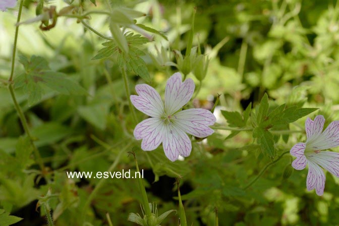 Geranium oxonianum 'Katherine Adele'