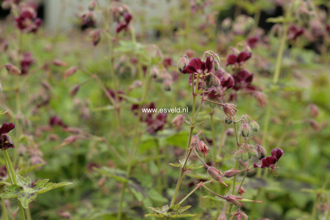 Geranium phaeum 'Samobor'