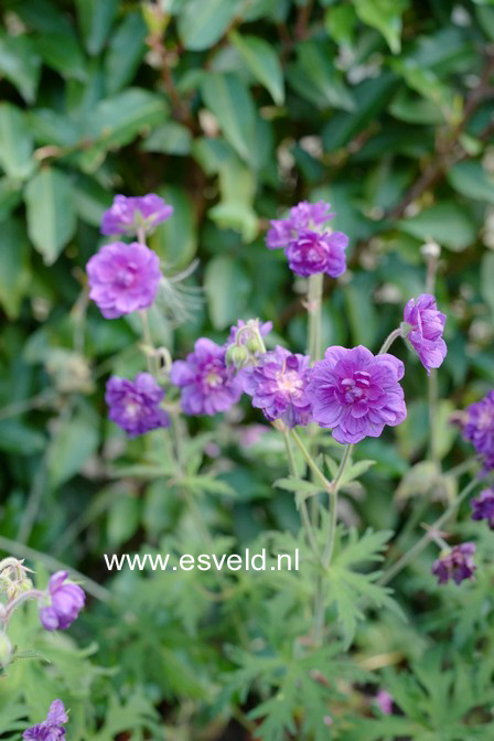 Geranium pratense 'Plenum Violaceum'