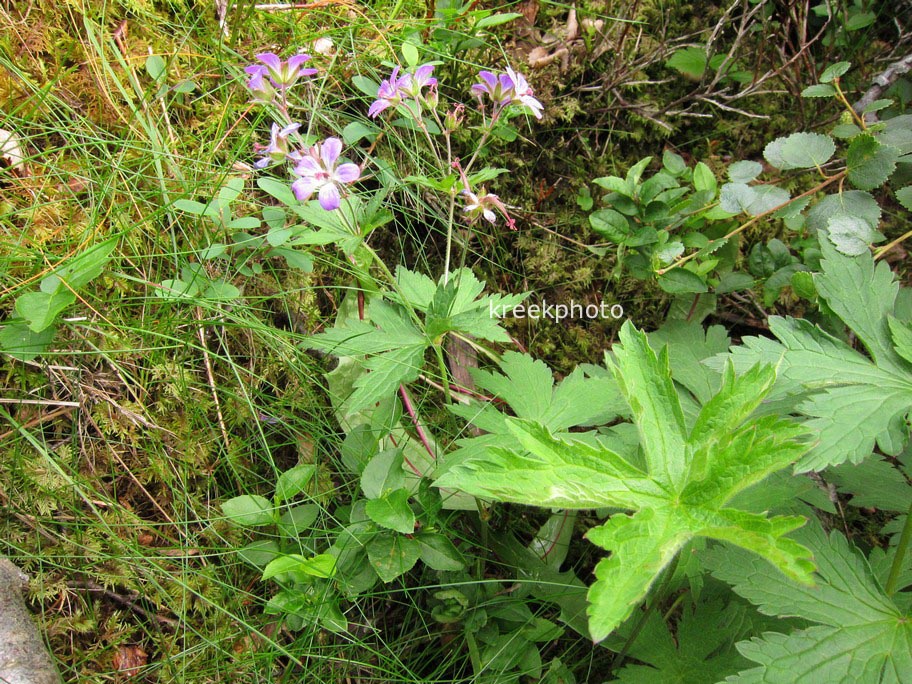 Geranium sylvaticum