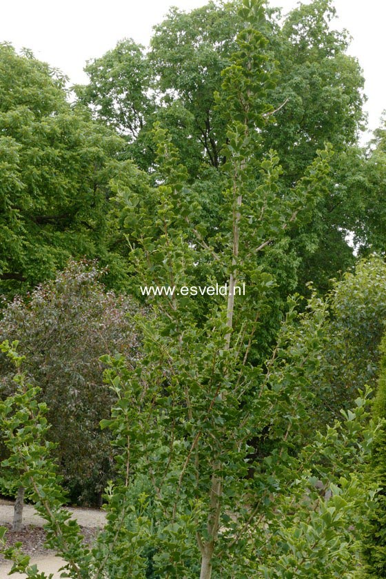 Ginkgo biloba 'Menhir'