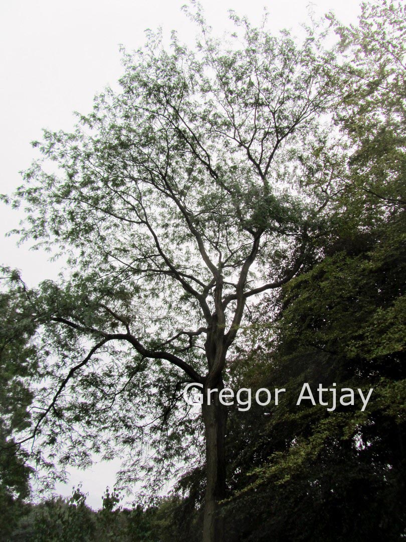 Gleditsia triacanthos 'Skyline'