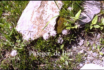 Globularia cordifolia