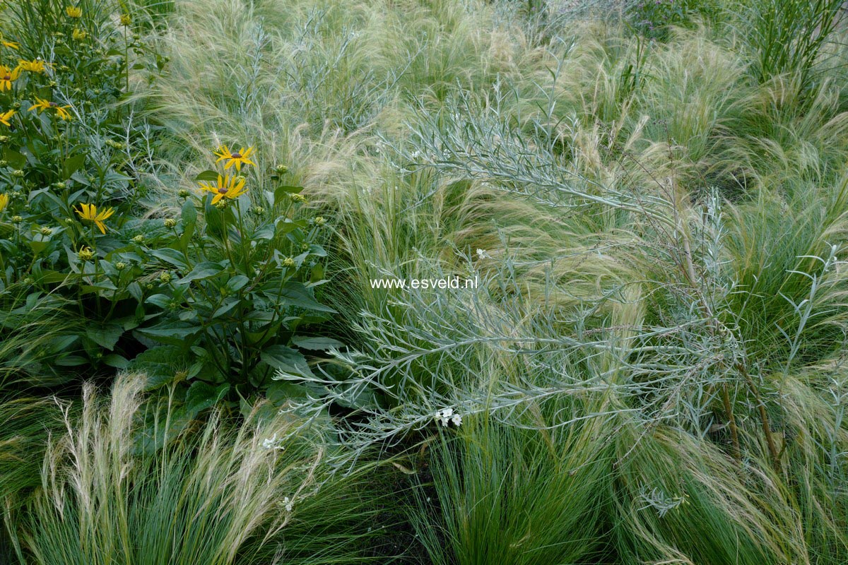 Gomphostigma virgatum