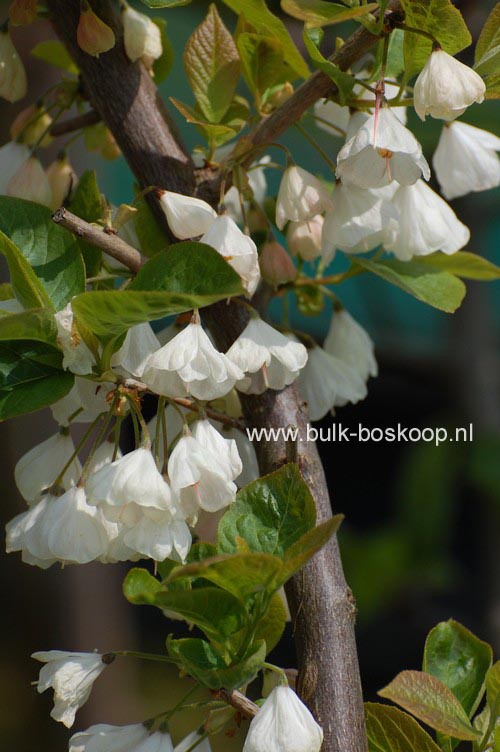 Halesia carolina 'Uconn Wedding Bells'
