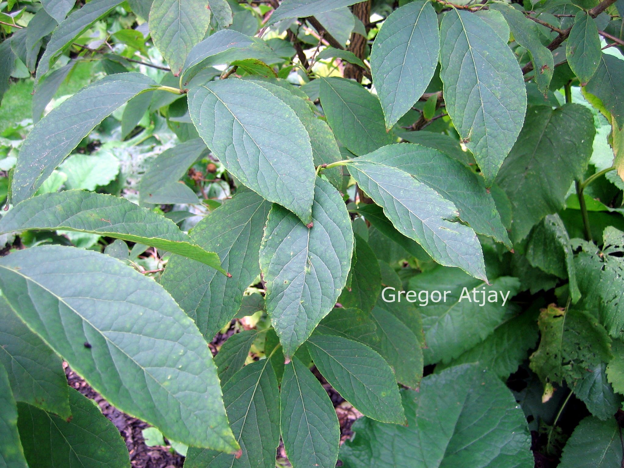 Halesia monticola rosea