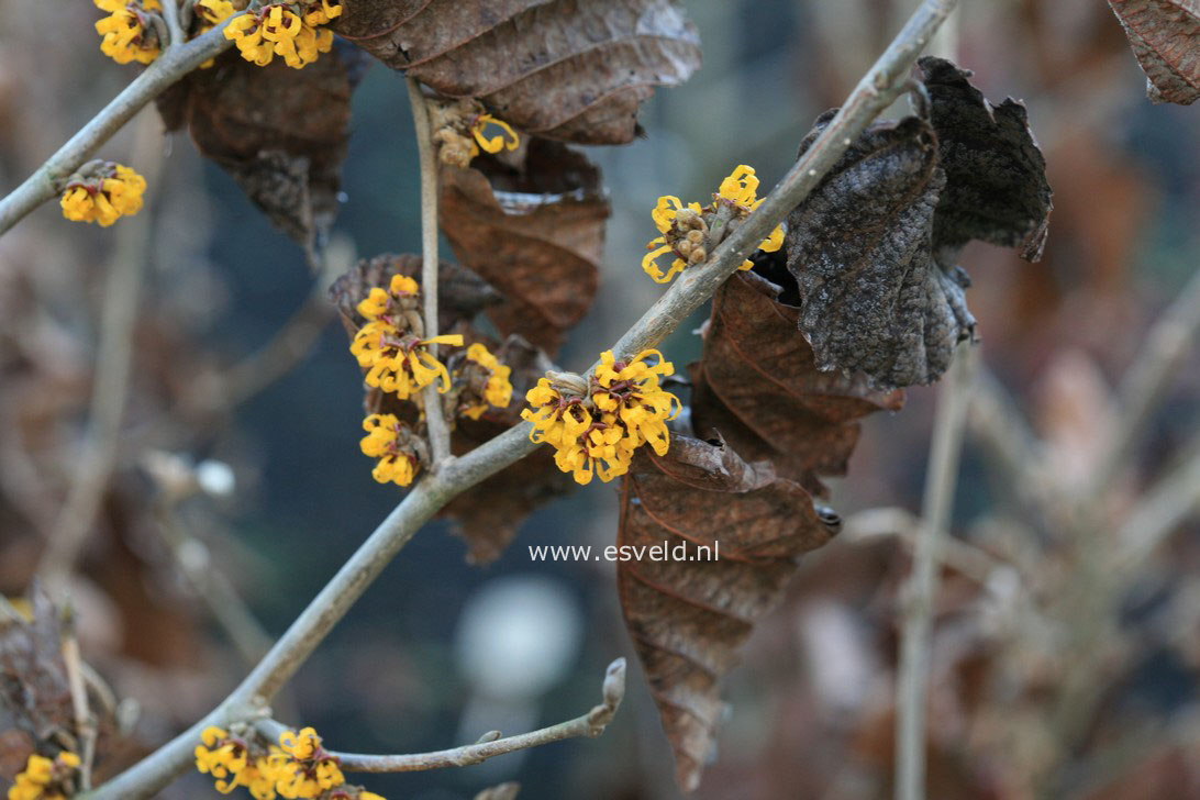 Hamamelis 'Doerak'