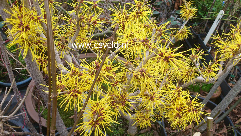 Hamamelis intermedia 'Amanon'
