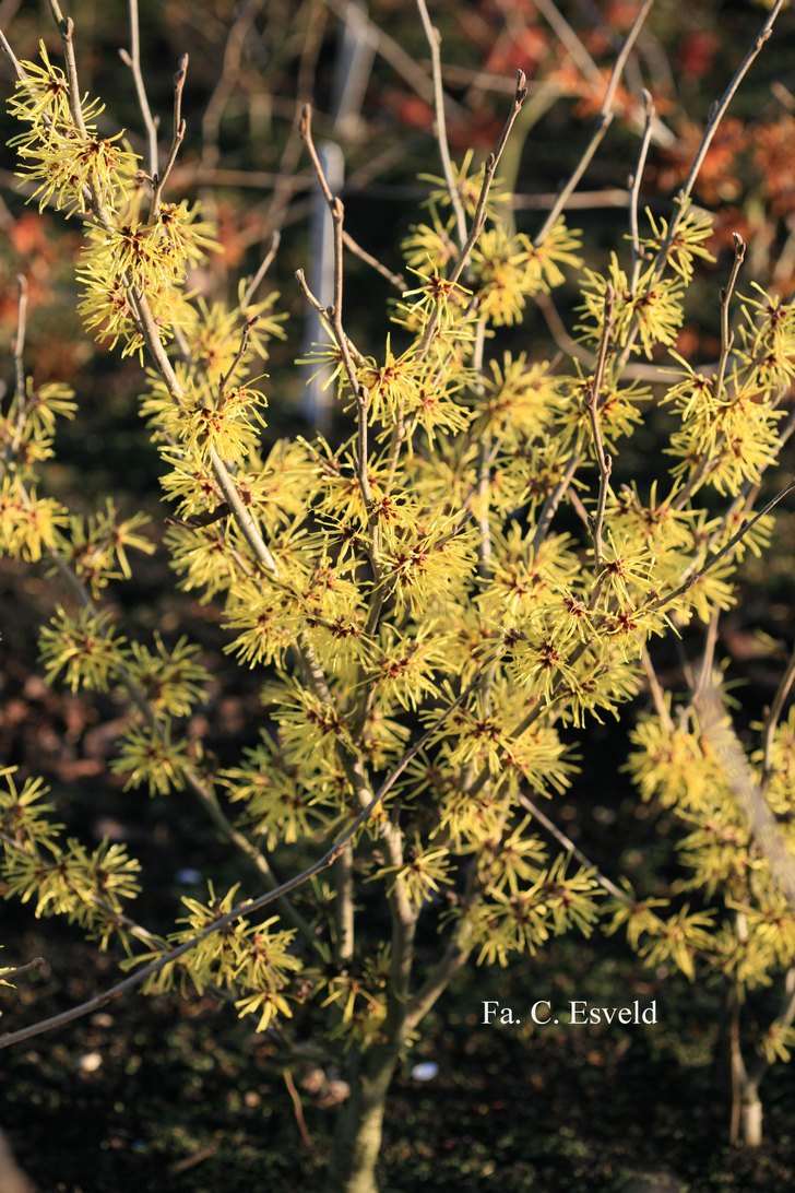 Hamamelis intermedia 'Angelly'