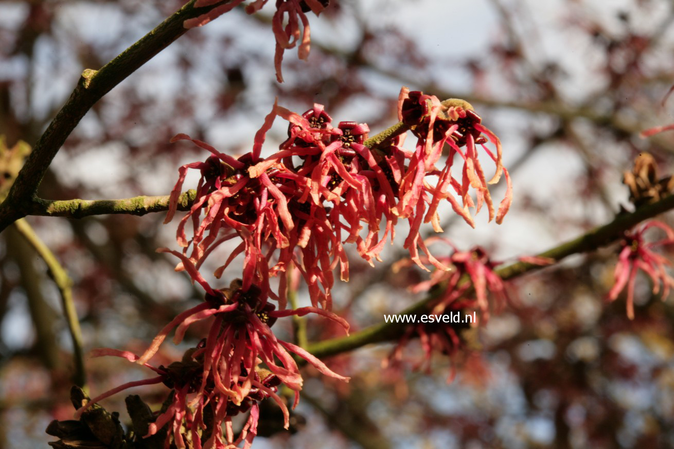 Hamamelis intermedia 'Antoine Kort'