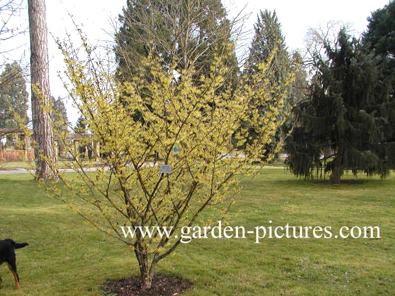 Hamamelis intermedia 'Barmstedt Gold'