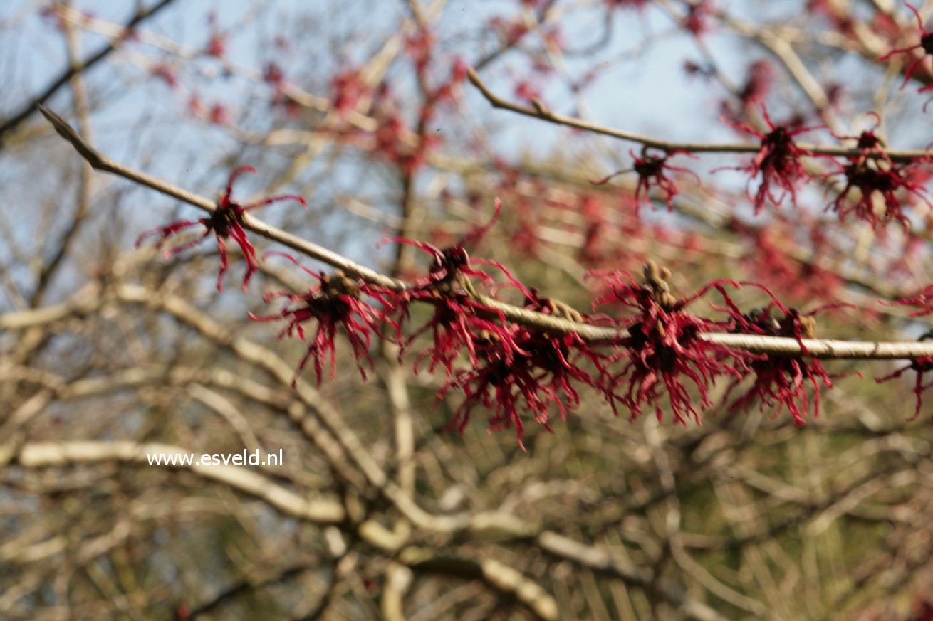 Hamamelis intermedia 'Birgit'