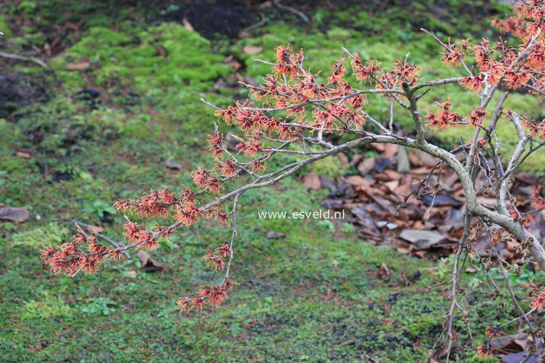 Hamamelis intermedia 'Copper Cascade'