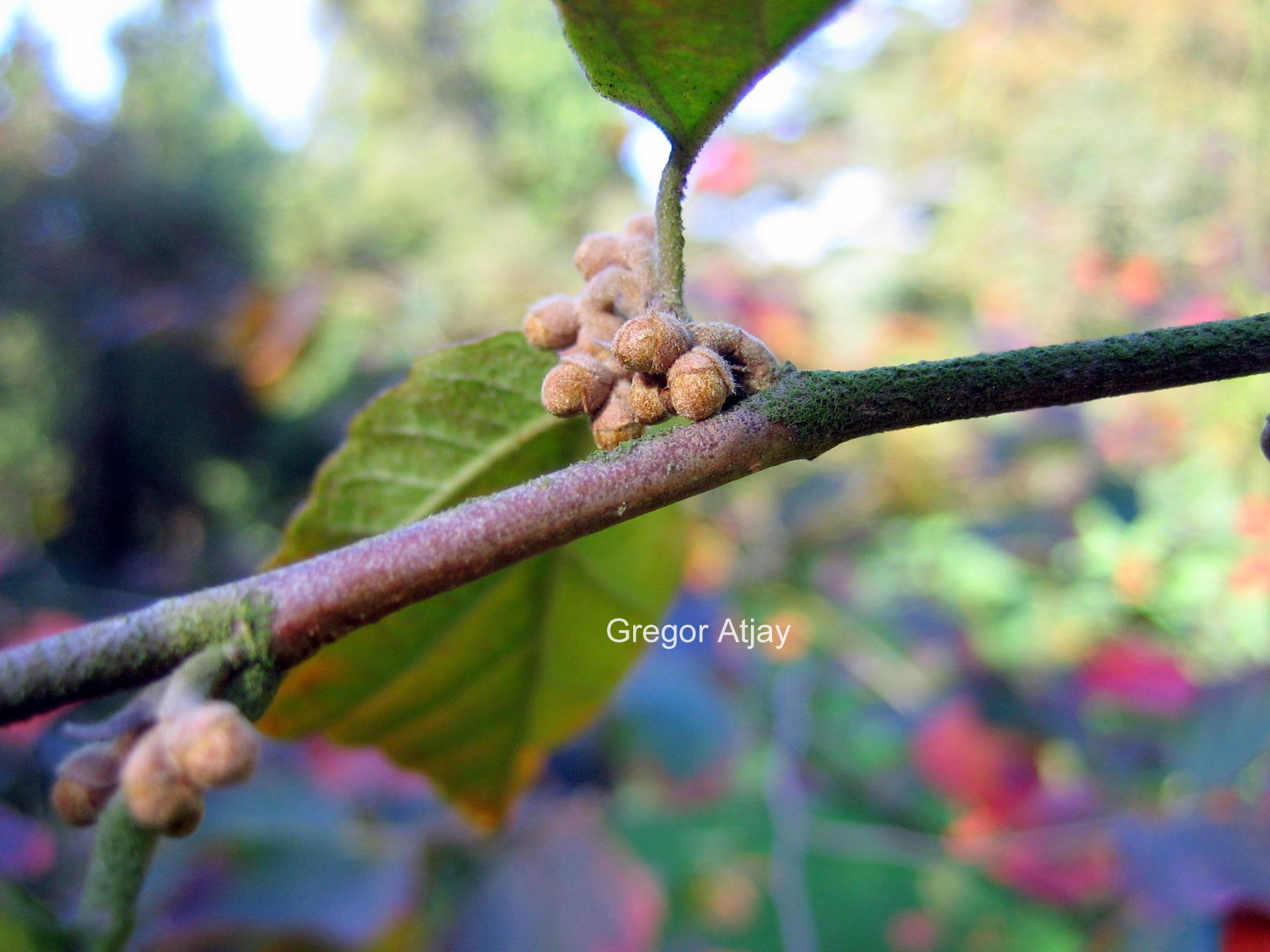 Hamamelis intermedia 'Danny'
