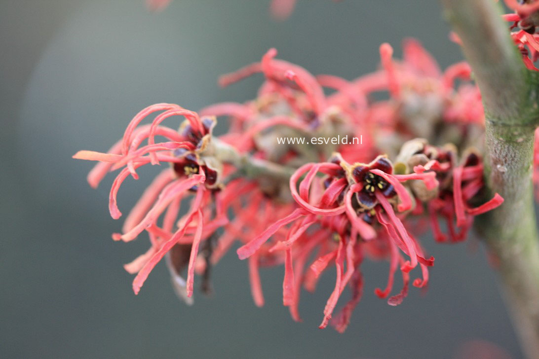 Hamamelis intermedia 'Georges'