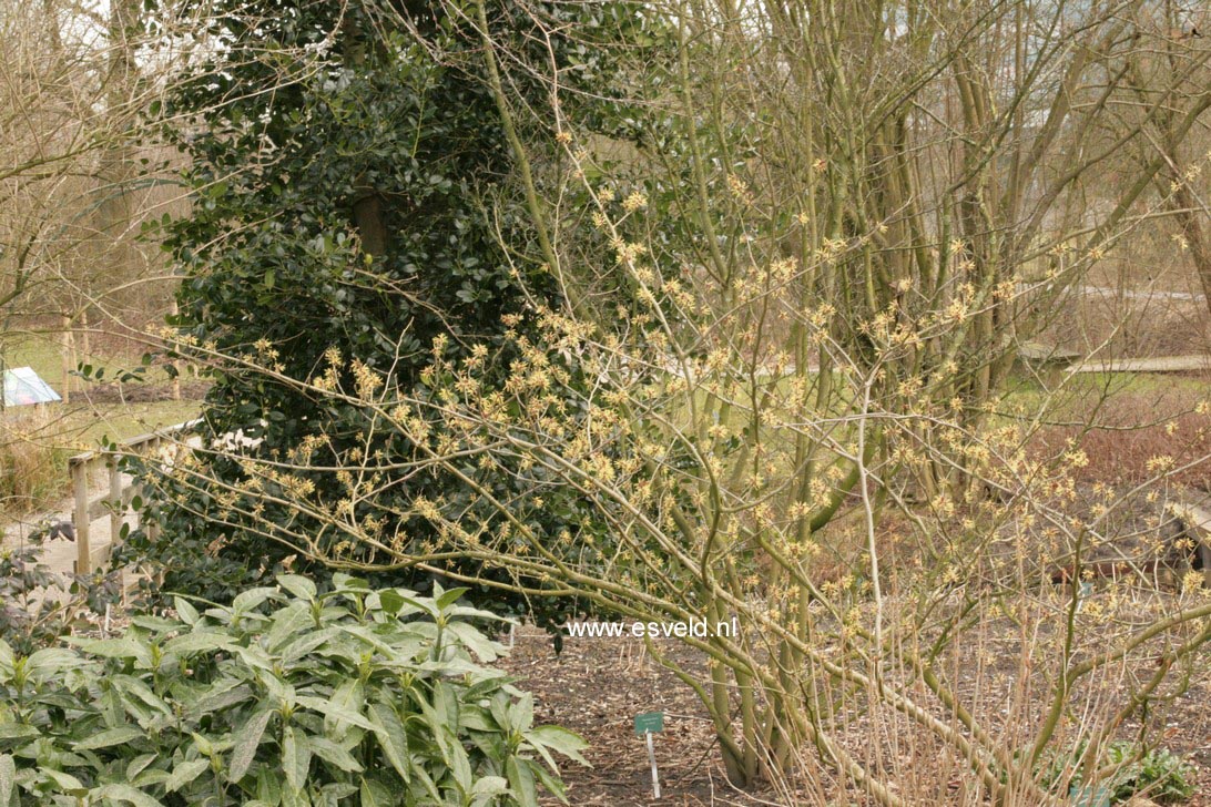 Hamamelis intermedia 'Gimborn's Perfume'