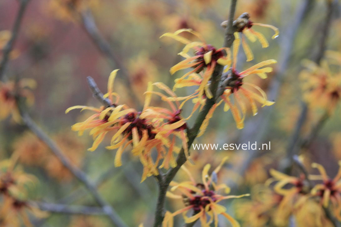 Hamamelis intermedia 'Harry'