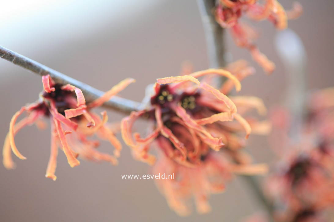 Hamamelis intermedia 'Jelena' (select)