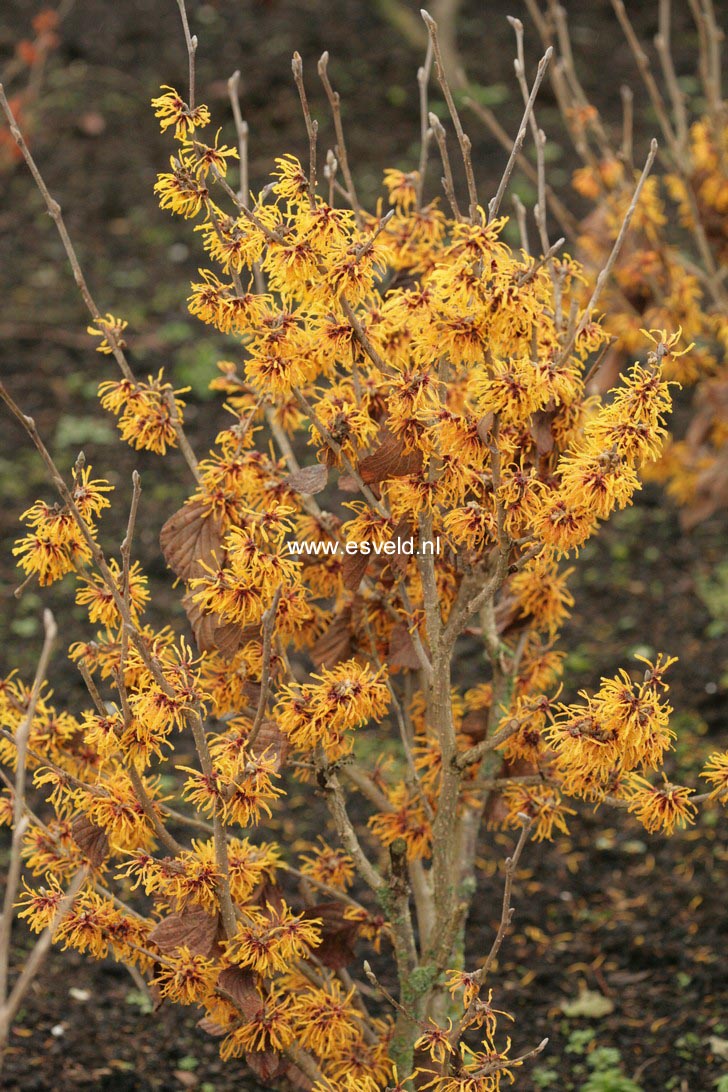 Hamamelis intermedia 'John'