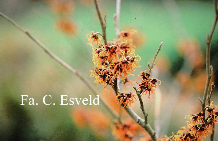 Hamamelis intermedia 'Old Copper'