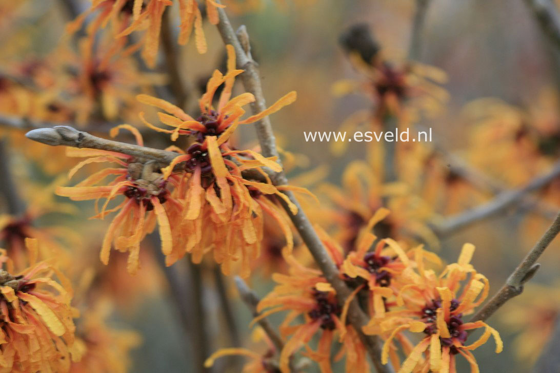 Hamamelis intermedia 'Orange Peel'